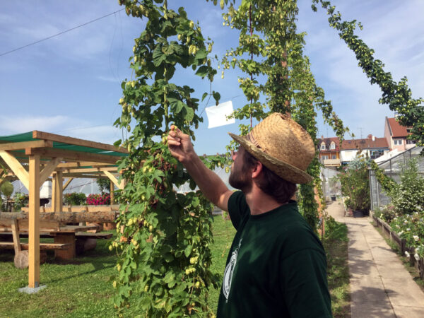 Die Erlebnis-Gärtnerei Emmerling lässt die Tradition des Hopfenanbaus wieder auferstehen.© Bamberger Hopfengarten